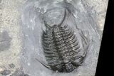 Ceraurus Trilobites + Bryozoans From New York - Epic Plate! #70577-3